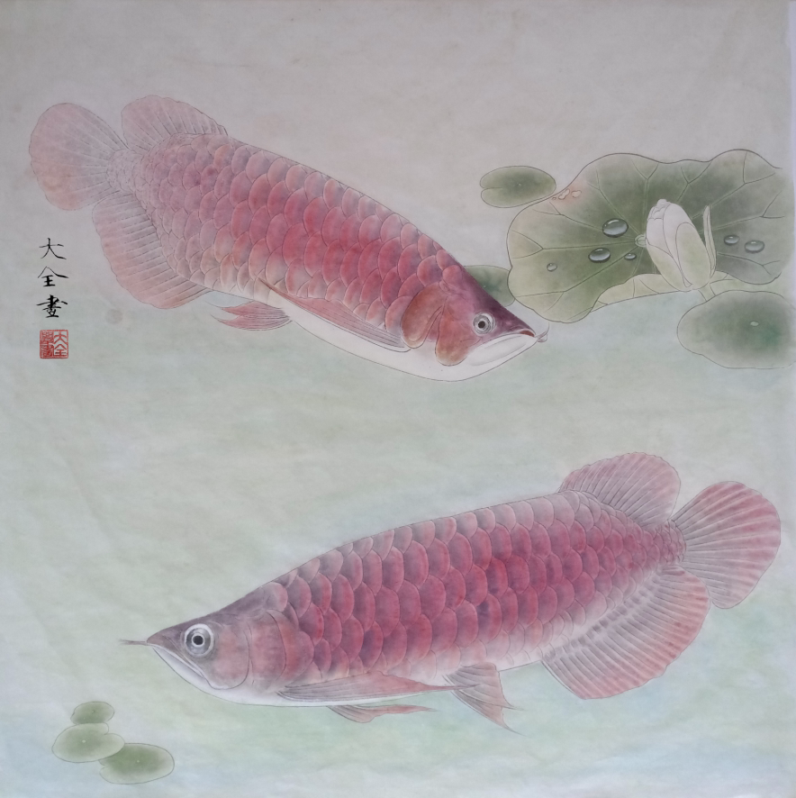 工笔画底稿工笔金龙鱼白描斗方24#打印稿宣纸稿有步骤图 文字