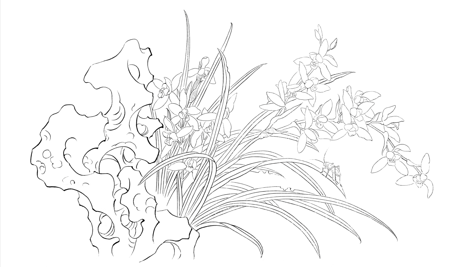 工笔画花鸟底稿工笔兰花草虫横幅参考白描9#打印稿宣纸稿