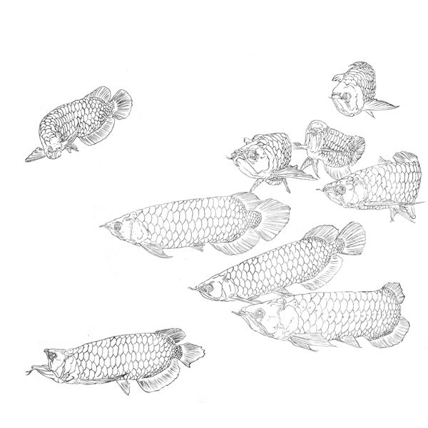 工笔画底稿 工笔金龙鱼九鱼图斗方白描34#打印稿 无彩色图