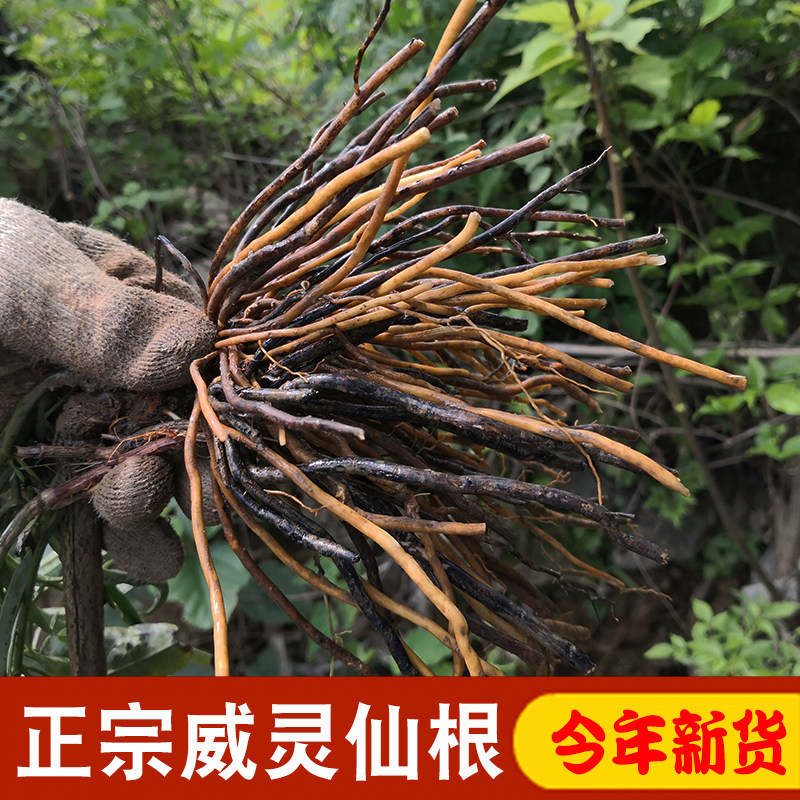 新鲜威灵仙老虎须晒干深山中药材