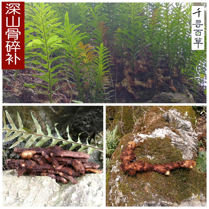 新鲜深山骨碎补毛姜爬岩姜石岩姜500克包邮农家药材天然散装干货