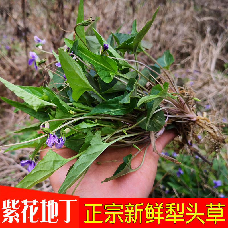 犁头草新鲜晒干深山采挖紫花地丁