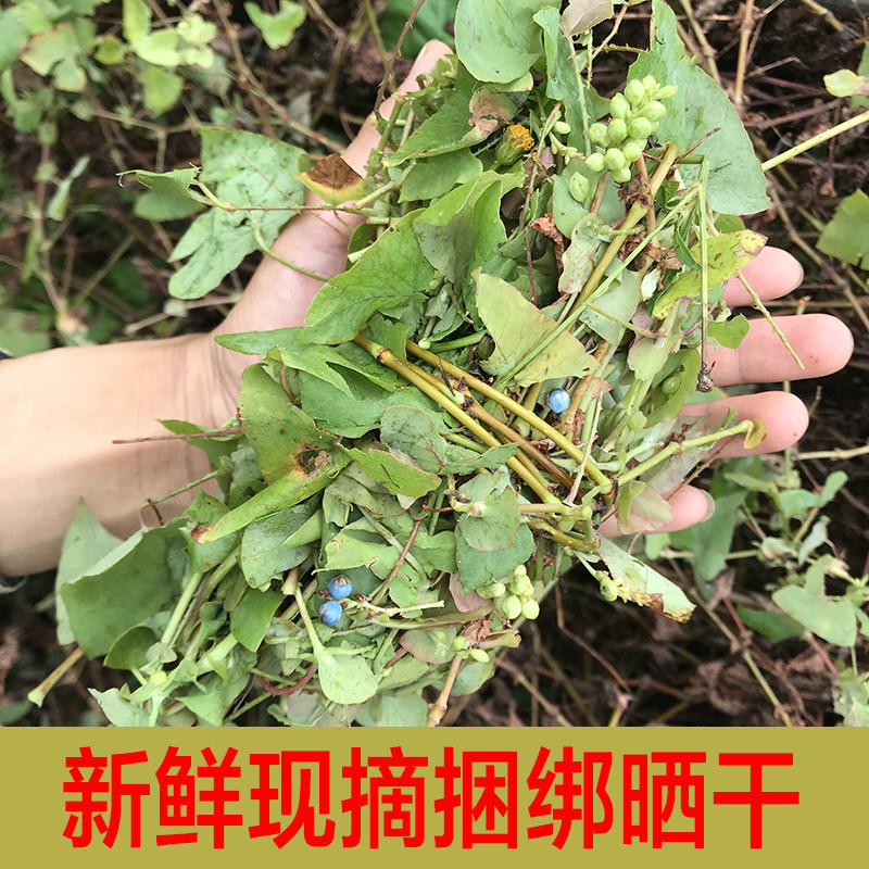 野生杠板归新鲜晒干刺酸浆老虎刺河白草蛇倒退蛇不过中药材