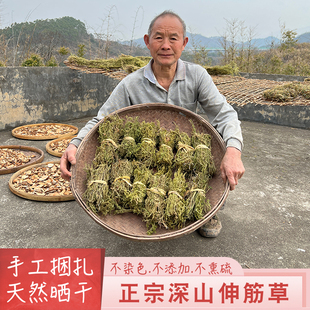 深山伸筋草新鲜采晒500g立筋草舒筋草小伸筋草泡酒无硫全株带根干