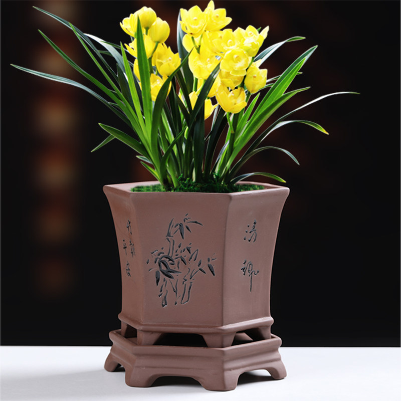 紫砂兰花陶瓷花盆创意复古家用室内绿植盆栽文竹文心兰透气带托盘