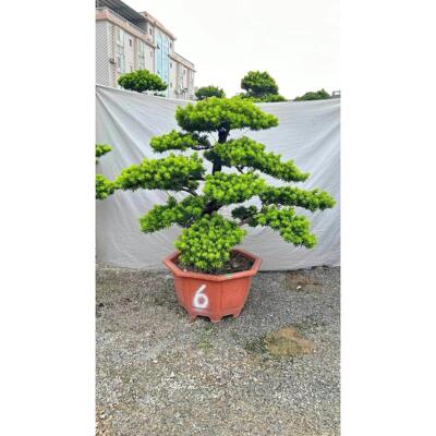 大型罗汉松老桩盆景造型大树四季常青庭院别墅金钻迎客松室外绿植