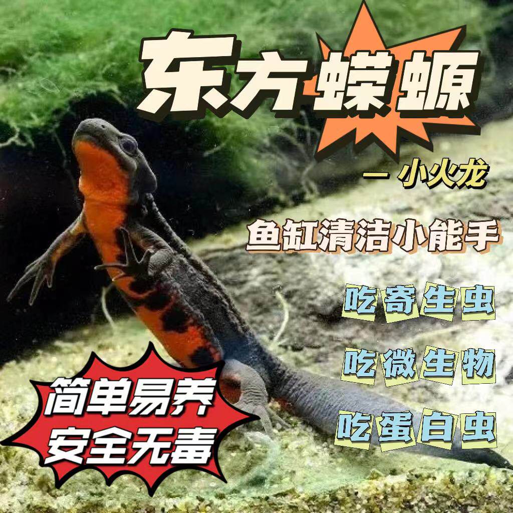 冷水鱼小火龙东方蝾螈活体清道夫可爱耐活小型观赏鱼缸清洁宠物鱼