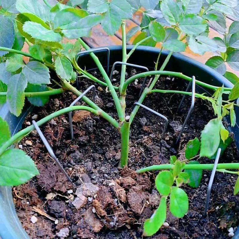 月季花压枝神器多肉悬崖桩固定神器拉钩枝条定型压苗园艺铁丝植物