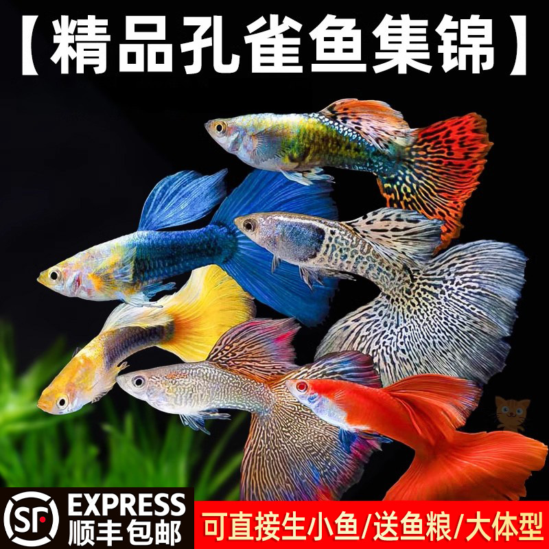 顺丰孔雀鱼热带纯种活鱼苗淡水小型好养易观赏鱼胎生凤尾鱼灯科鱼
