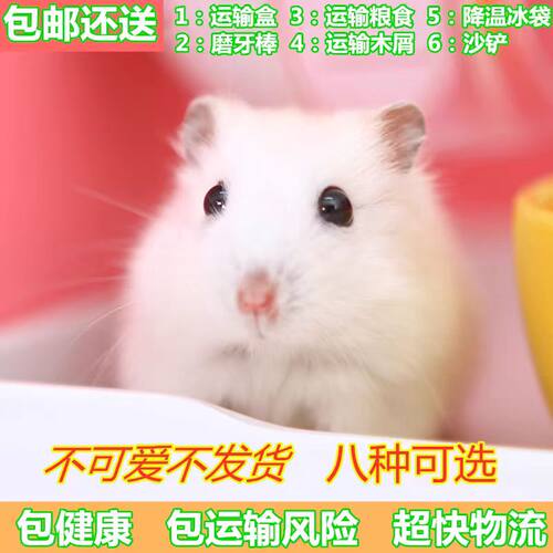 小仓鼠活物已打过疫苗精选仓鼠宠物金丝熊紫仓布丁活体公仔不咬人