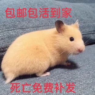 仓鼠活物三线银狐一对可繁殖送笼金丝熊活体宠物已打疫苗公婆布丁