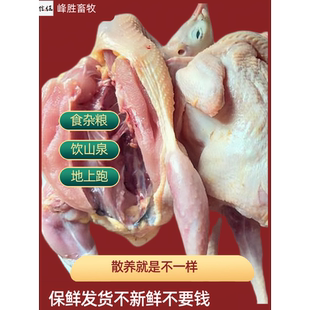 新鲜现杀带毛鹧鸪肉 飞龙 滋补炖汤 月子营养煲汤原料 冷冻生鲜