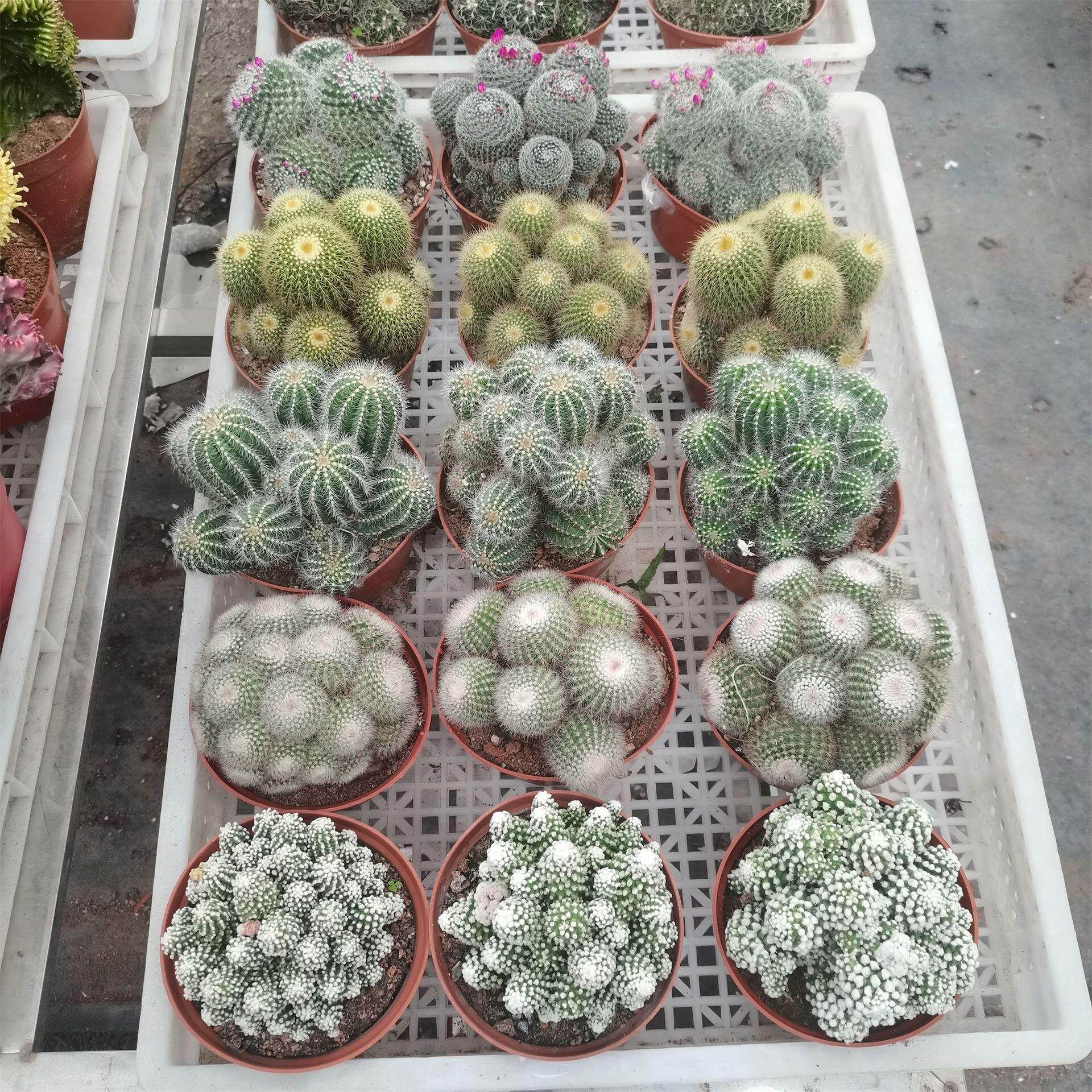【基地直发】多头仙人球金冠银冠红芙蓉玉翁包邮