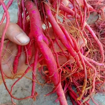 贵州特产红牛膝新鲜非种植货 非怀牛膝 内外都红正品中药材500克