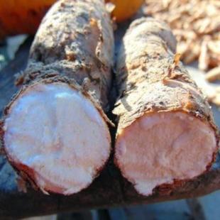 贵州白首乌非种植货 隔山消 白何首乌 隔山撬新鲜中药材500克包邮