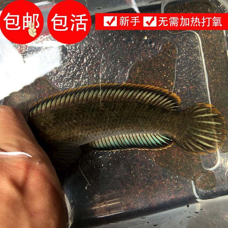 诚森七彩彩虹雷龙鱼大型幼苗凶猛观赏鱼一对冷水小型 y淡水 好养