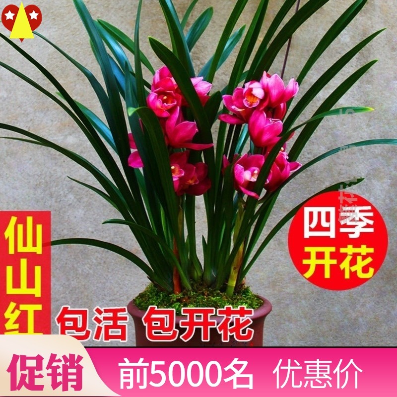 金子兰花开花懒人植物室外多年种植好养四季办公室苗圃花卉盆栽庭