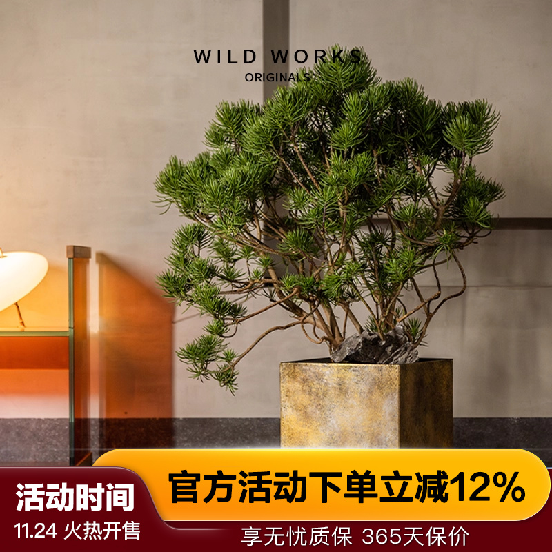 野作现代简约椿台花盆植物盆景