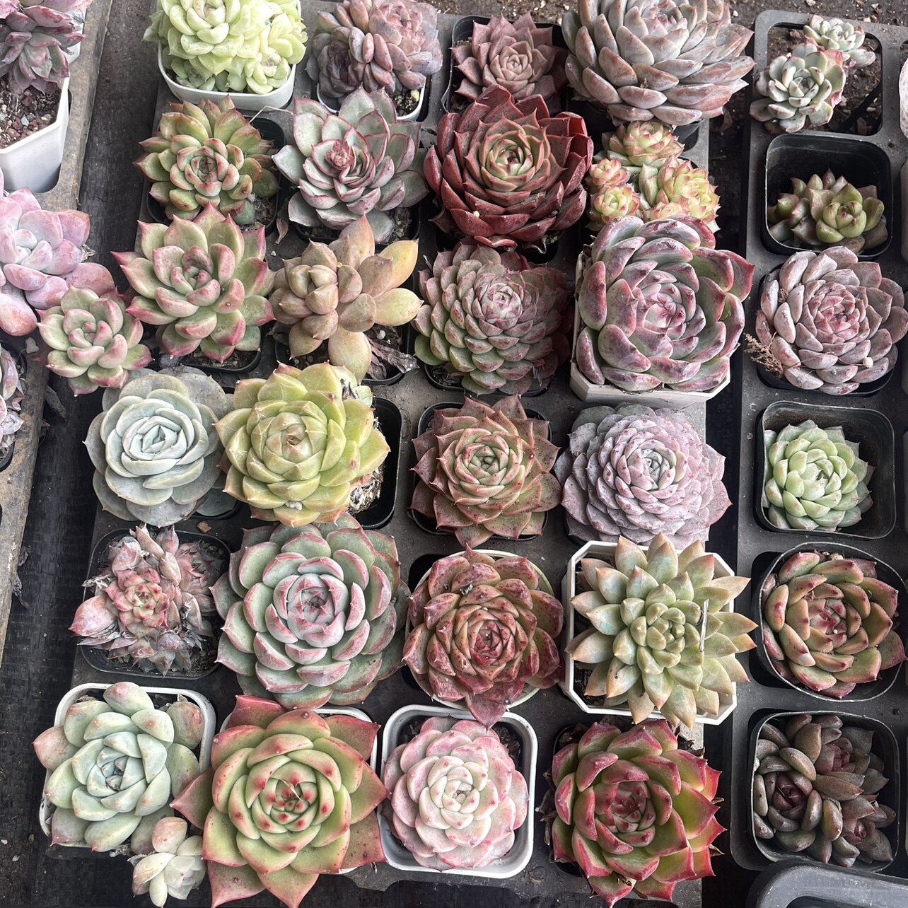 多肉老桩盲盒特价福袋清棚优惠款多肉植物