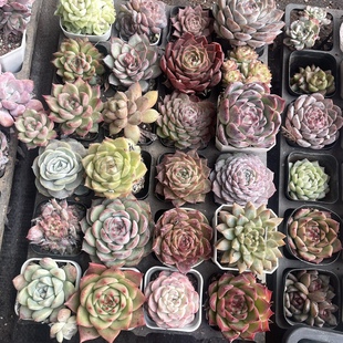 一元 一盆清棚系列多肉6.5方盆20颗不重复福利简陋