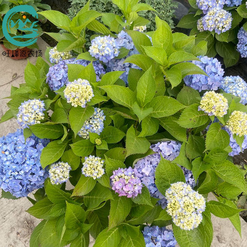 无尽夏绣球庭院耐寒农场植物花卉