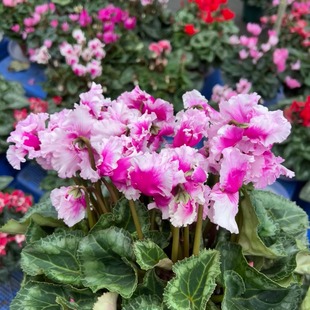 大花仙客来盆栽花卉带花苞四季 开室内阳台客厅兔耳朵花苗萝卜海棠