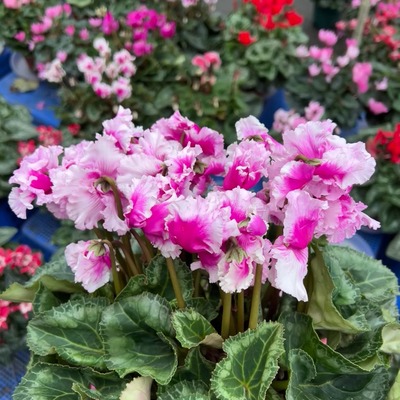 仙客来室内花多年生蝶衣水彩种球