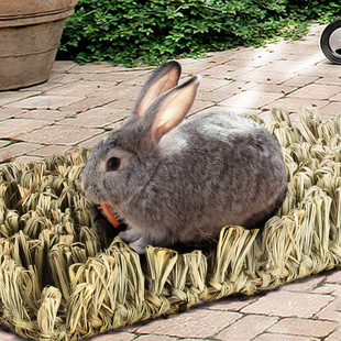 自然风异宠草编模拟草丛可食用排便玩具龙猫兔子磨牙提摩西草垫