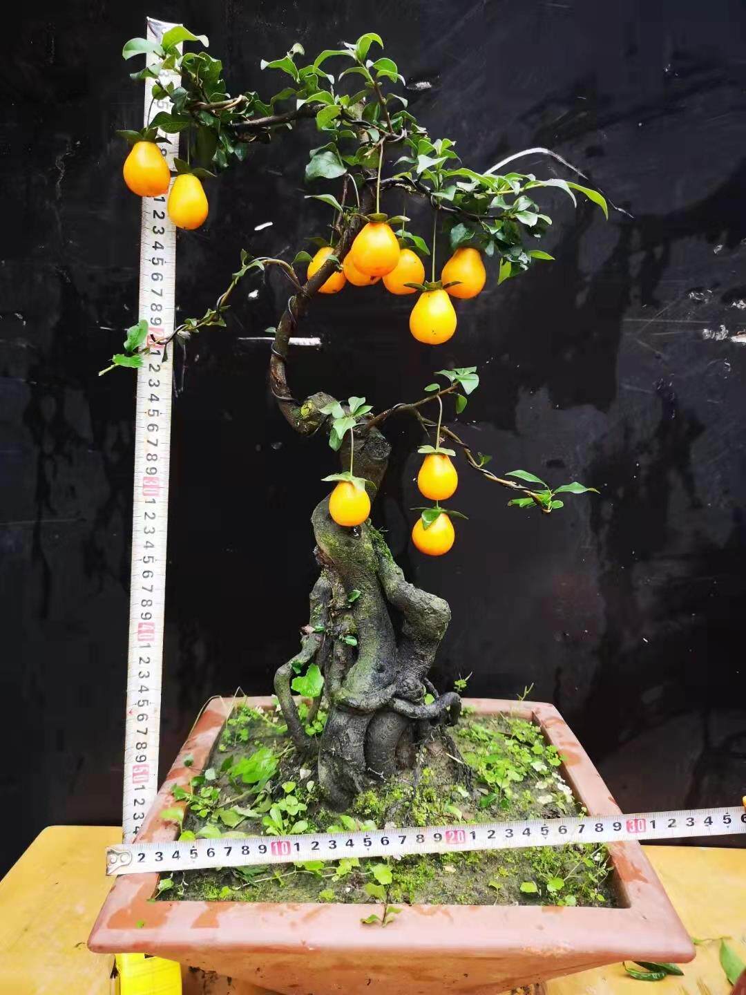 金弹子盆景树苗盆载可挂果带造型母桩小叶葫芦果金单子有嫁接枝条