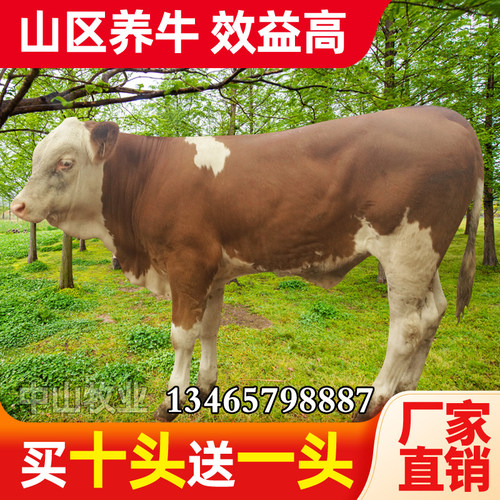 鲁西黄牛小牛犊活牛买十送一包活