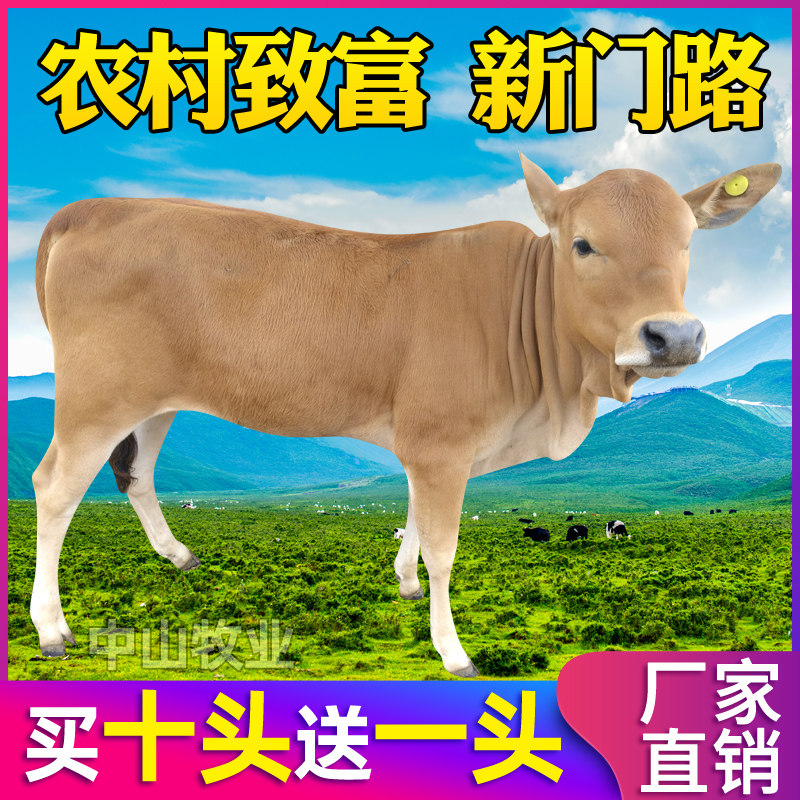 肉牛犊活牛仔西门塔尔牛犊小牛出售广西鲁西黄牛活体牛苗养殖技术
