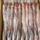 新鲜凤尾鱼生鲜大号黄尾鱼鲚鱼毛刀鱼网红油炸冷冻水产 包邮