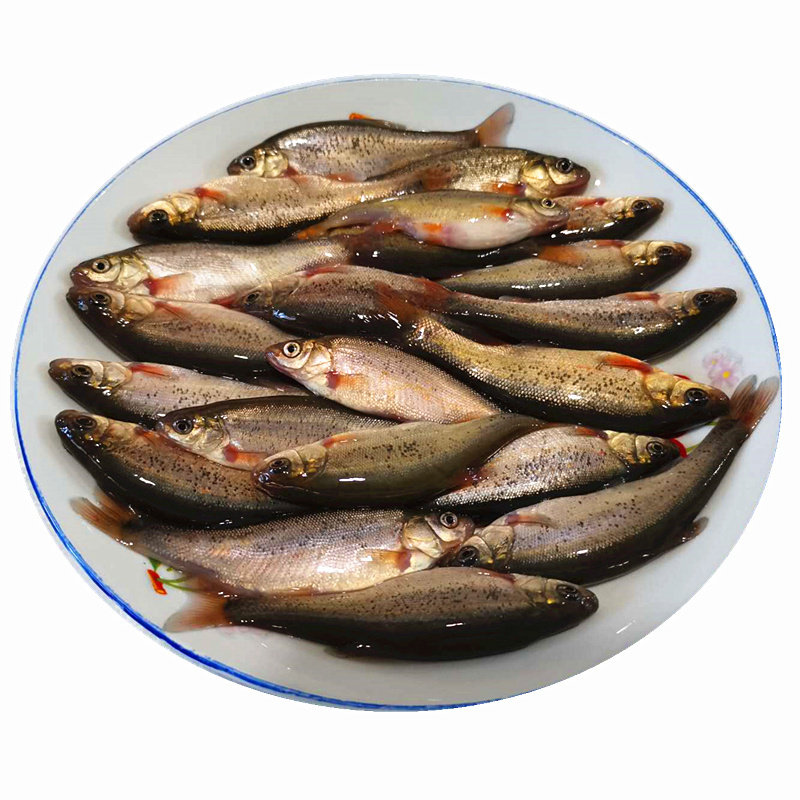 黑龙江淡水鱼东北大柳根鱼