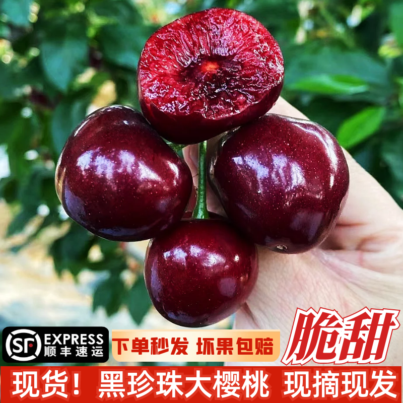 现摘黑珍珠大樱桃新鲜纯甜无酸