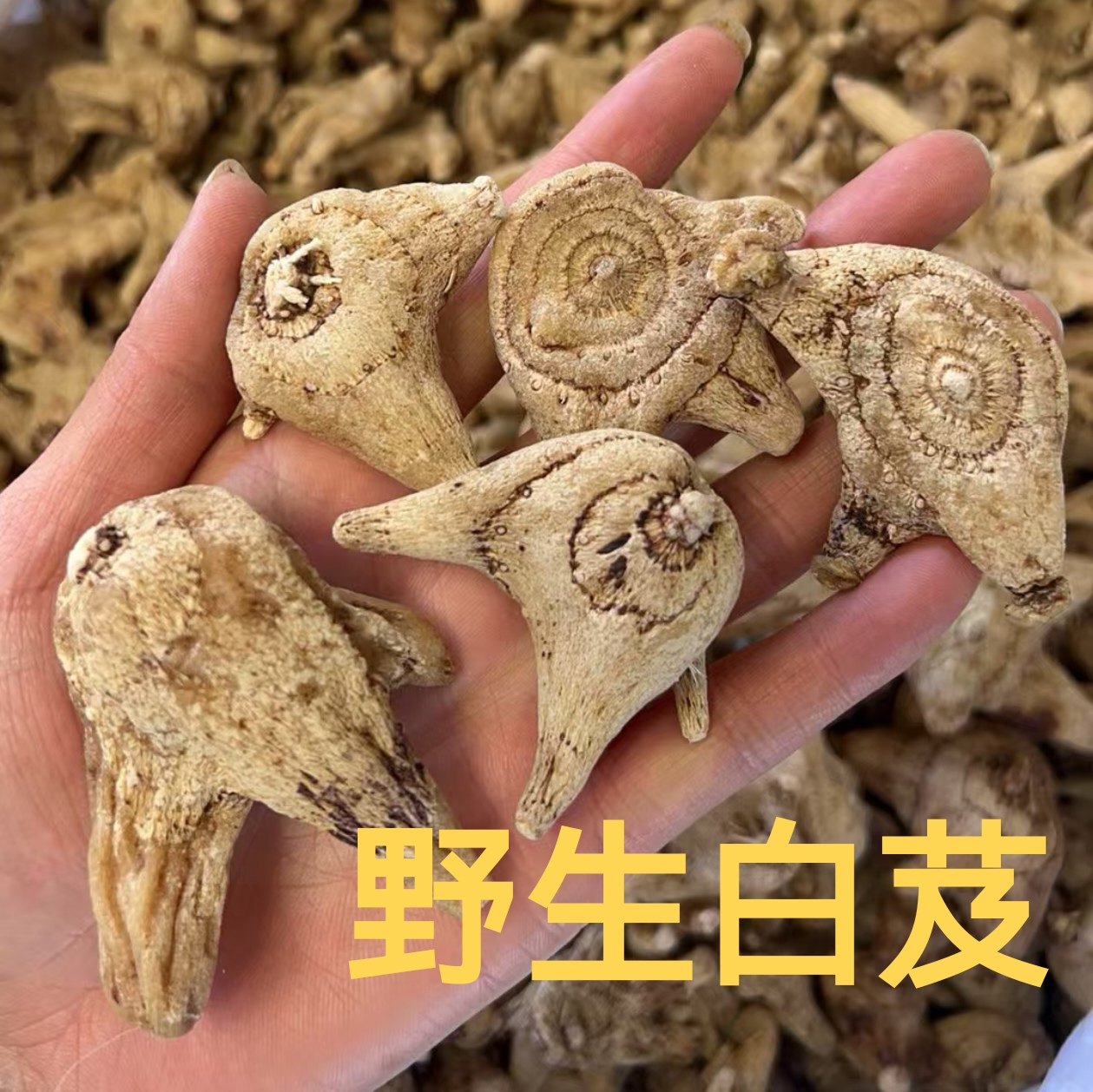 福建野生深山白芨小白芨中药材旱白芨白芨粉白芨片修复胃250g包邮图片