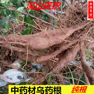 福建野生乌药根纯根500克干货矮樟根 香桂樟根 铜钱柴根中药材