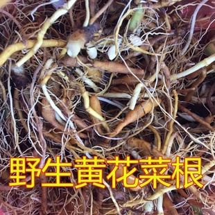 新鲜黄花菜根中药材500g包邮大山金针根苗生萱草根忘忧草根炖猪脚