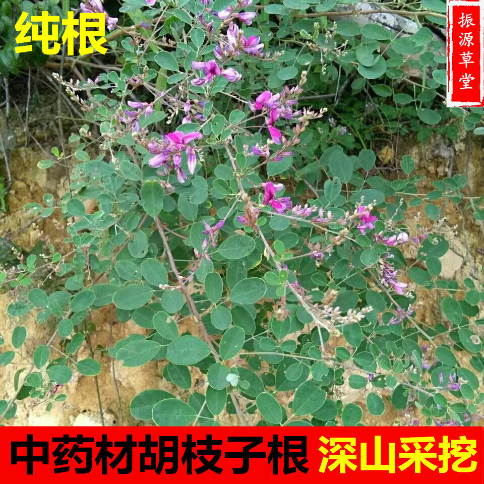胡枝子根新鲜绿叶胡枝子马料梢树根中草药胡枝子根500g红根