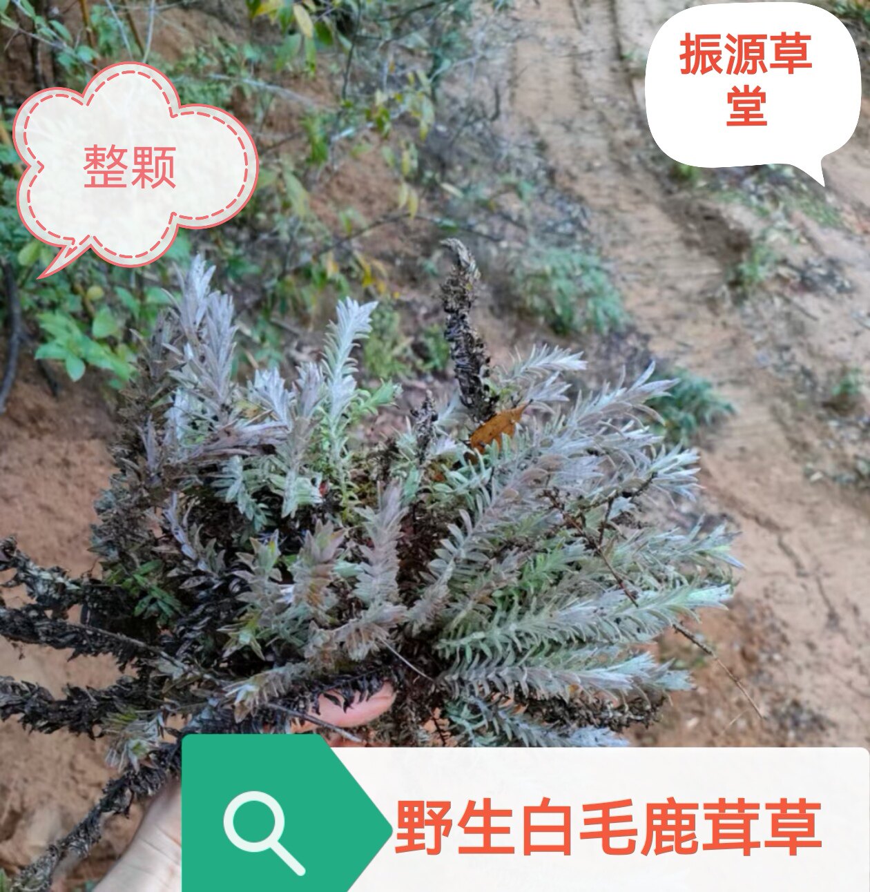 福建白毛鹿茸草六月霜 千年霜 千年艾 白头翁 野生草药 干品500克