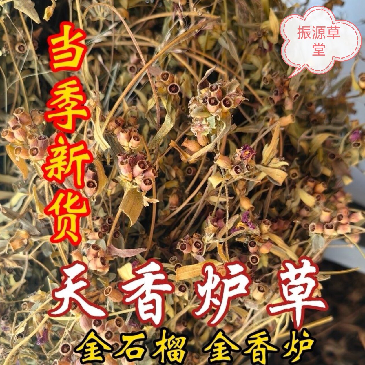 天香炉草中药材金石榴仰天盅小金钟金锦香金香炉蜂窝草朝天罐