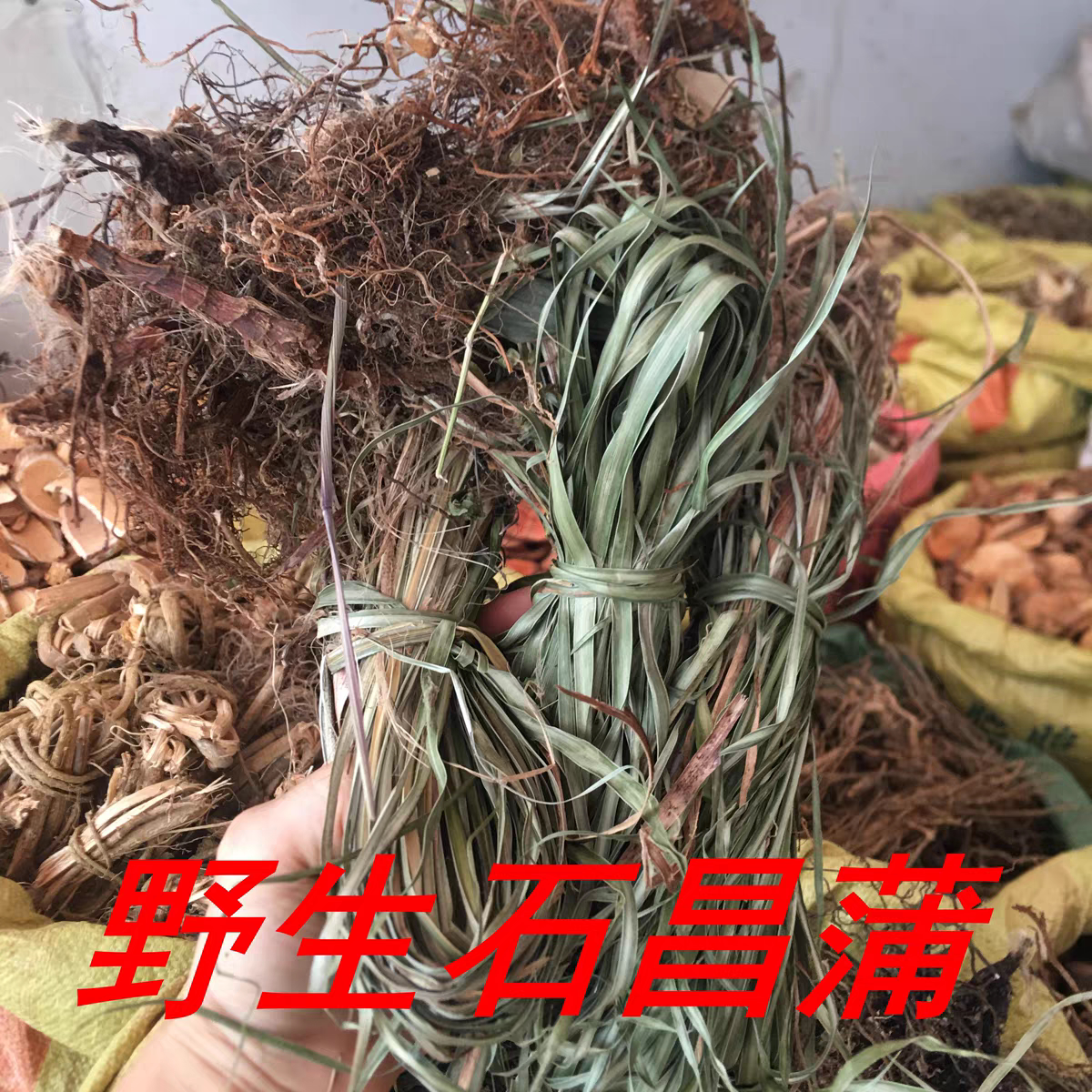石菖蒲中药材干货野生昌蒲根苗枕头中草药洗头泡脚药包坐月子洗澡