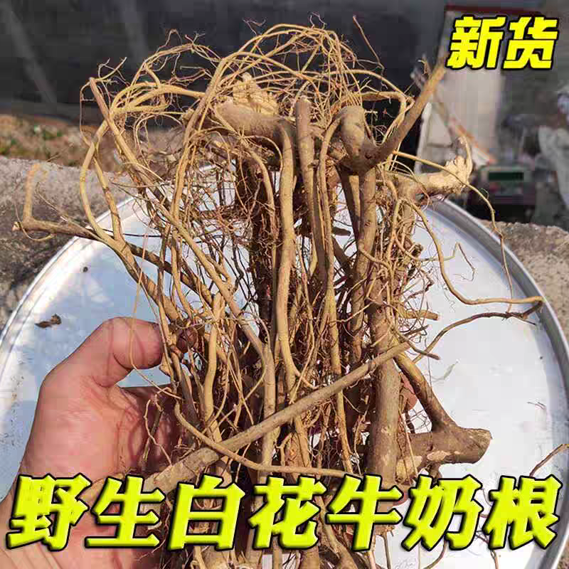 福建三明正宗野生白花牛奶根客家草根煲汤炖汤干货天然牛奶子树根