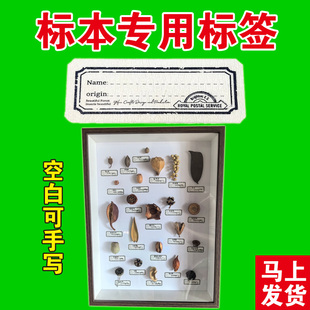 树叶果实种子矿石贝壳蝴蝶昆虫植物标本标签贴纸展示贴不干胶复古