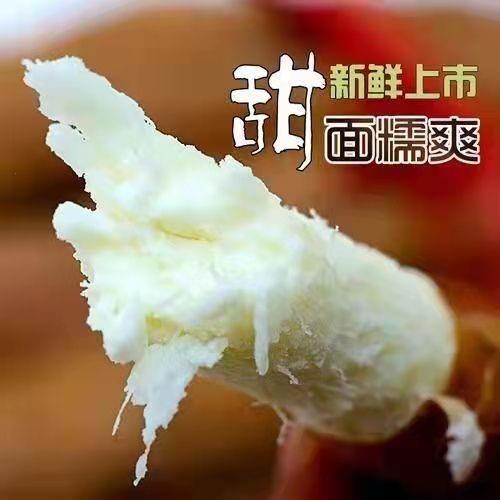 铁棍山药新鲜淮山药河南焦作温县正宗铁杆山药现挖山药5斤怀山药