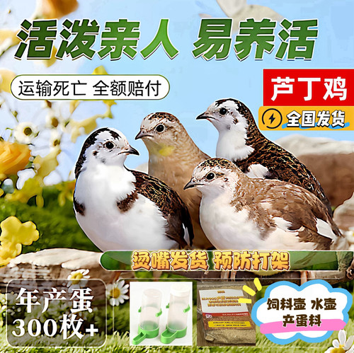 网红芦丁鸡活体宠物鸡全色系家养宠物40-60天青年鸡包活
