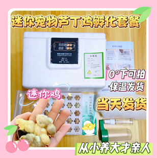 芦丁鸡蛋受精蛋可孵化全套 芦丁鸡孵化器家庭萌宠宠物鸡