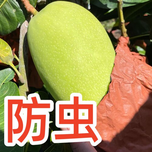 芒果套袋专用袋子防虫鸟防雨防水
