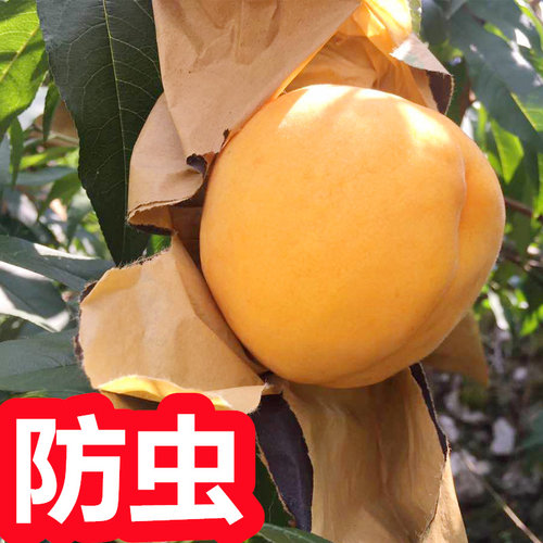 防虫鸟防雨水黄桃专用套袋子防晒