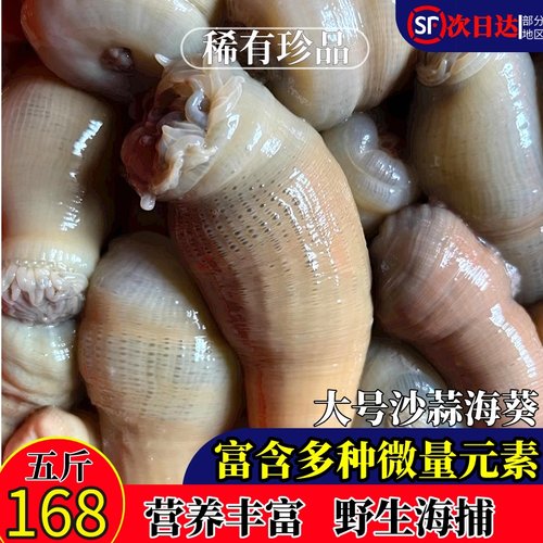 野生沙蒜海葵5斤只需168