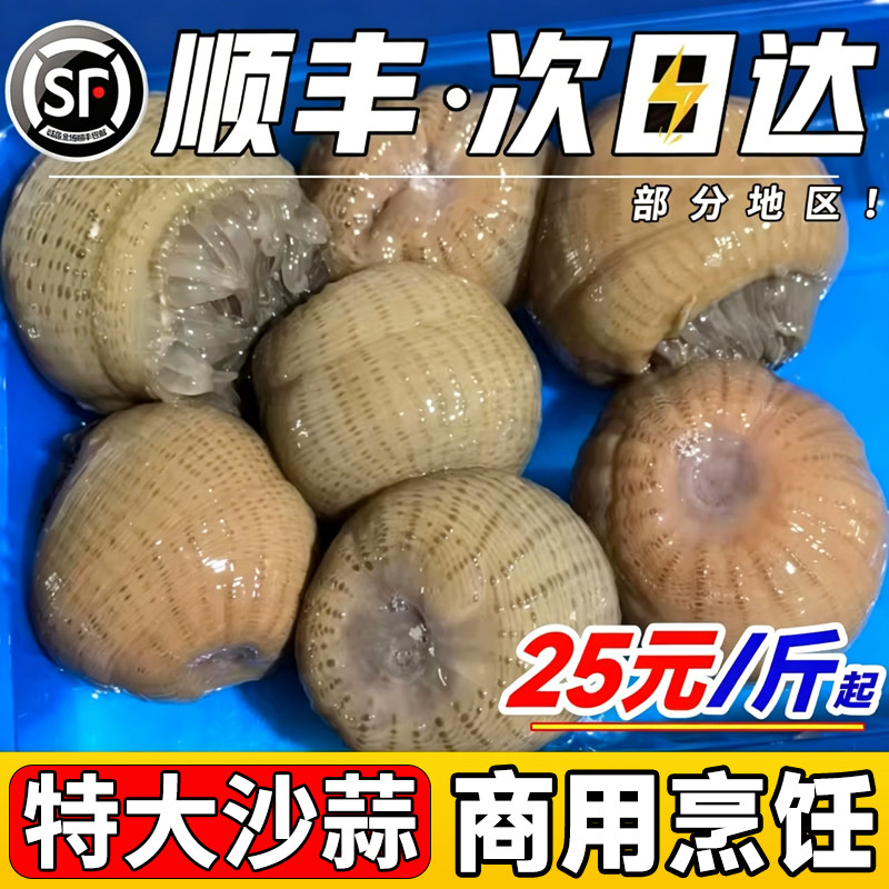 野生海葵沙蒜新鲜海捕鲜活冷冻10斤海肠海菊花根沙蒜豆面食材商用